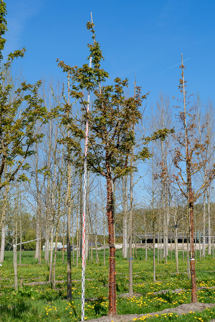 Acer griseum ZimtAhorn Van den Berk Baumschulen